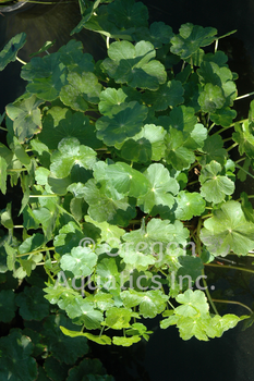 Hydrocotyle verticillata (water pennywort) bare root | Shallow Water Plants-Bare Root