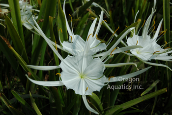 Hymenocallis liresome (spider lily) gallon | Shallow Water Plants-Potted