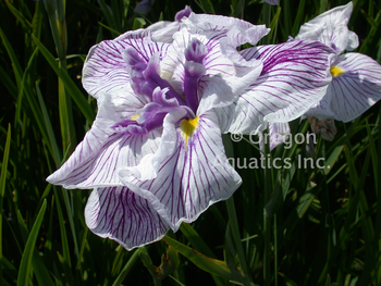 Iris ensata Murakumo | Iris-Potted