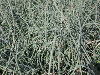 Juncus inflexus Afro bare root | Shallow Water Plants-Bare Root