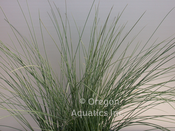 Juncus inflexus Lovesick Blues bare root | Shallow Water Plants-Bare Root