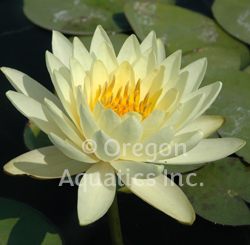 Lemon Mist yellow hardy | Potted