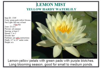 Lemon Mist yellow hardy | Potted