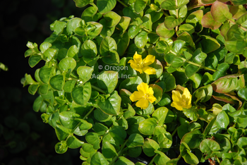Lysmachia nummilaria (creeping jenny) bare root | Shallow Water Plants-Bare Root
