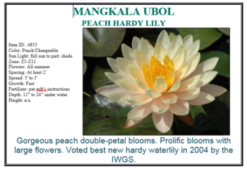 Mangkala Ubollarge peach changeable hardy | Potted