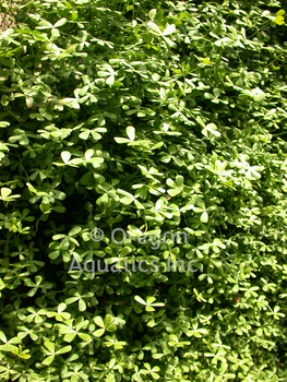 Marsilea minima (miniature clover) bare root | Shallow Water Plants-Bare Root