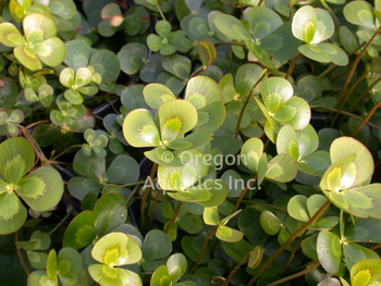 Marsilea mutica (variegated water clover) bare root | Lily Like-Bare Root