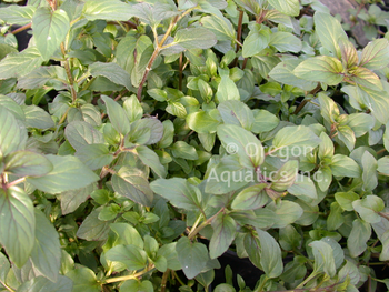 Mentha aquatica (water mint) bare root | Shallow Water Plants-Bare Root