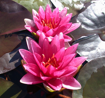 Meteor (aka Rembrandt) - Red Hardy Lily | Bare Root