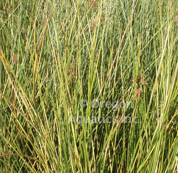 Juncus effusus Gold Strike (Gold Strike Rush) bare root | Shallow Water Plants-Bare Root