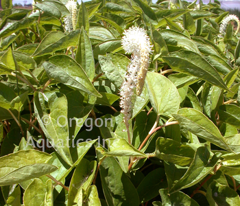 Saururus cernuus (lizard tail) gallon | Shallow Water Plants-Potted