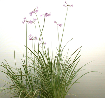 Tulbaghia Violacea 'Variegata' (bare root) | Shallow Water Plants-Bare Root