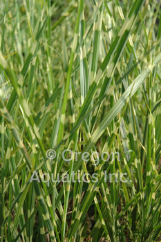 Miscanthus sinensis 'Strictus' bare root | Shallow Water Plants-Bare Root