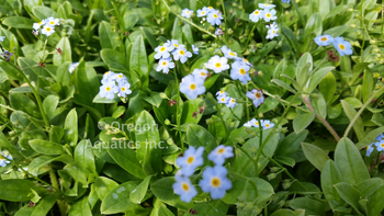 Myosotis scirpoides (blue forget-me-not) gallon | Shallow Water Plants-Potted