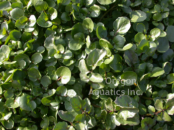 Nasturtium officinale (water cress) gallon | Shallow Water Plants-Potted