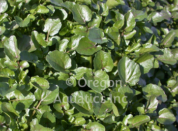 Nasturtium officinale (watercress) bare root | Shallow Water Plants-Bare Root