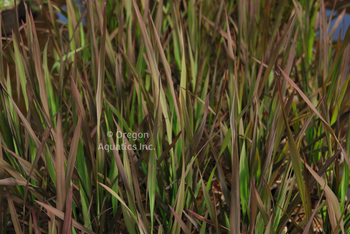 Oryza sativa Dwarf black madris grass | Shallow Water Plants-Potted