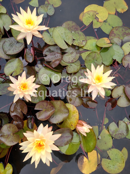 Peachy Keen  peach, free flowering. | Potted