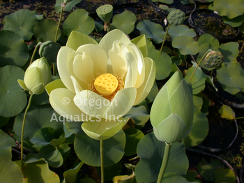 Perrys Giant Sunburst lotus potted | Lotus-Potted