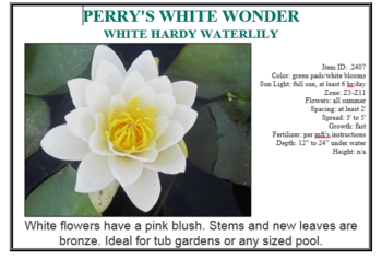 Perrys White Wonder hardy | Potted