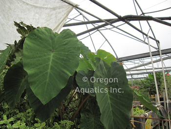 Colocasia esc.`Pink China Pink China taro. | Shallow Water Plants-Bare Root