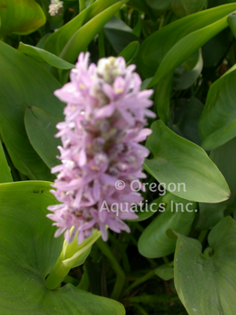 Pontederia cordata Pink Pons(pink pickerel) gallon **ILLEGAL IN CALIFORNIA** | Shallow Water Plants-Potted