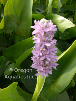 Pontederia cordata Pink Pons (Pink Pickerel Rush) bare root | Shallow Water Plants-Bare Root