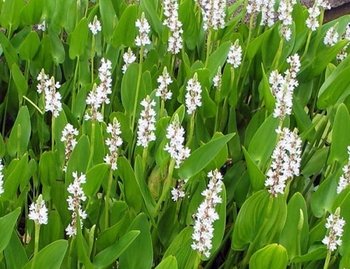 Pontederia cordata Alba (White pickerel rush) bare root | Shallow Water Plants-Bare Root