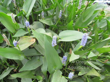 Pontederia lanceolata (giant pickerel) gallon | Shallow Water Plants-Potted