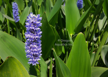 Pontederia dilatata (royal pickerel) gallon | Shallow Water Plants-Potted