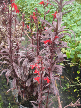 Lobelia Queen Victoria gallon | Shallow Water Plants-Potted