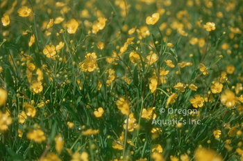 Ranunculus flammula (miniature spearwort) gallon | Shallow Water Plants-Potted