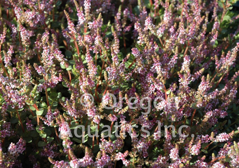 Rotala indica (pink sprite) gallon | Shallow Water Plants-Potted