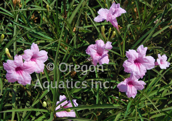 Ruellia brittoniana Dwarf Pink Ruellia | Shallow Water Plants-Potted