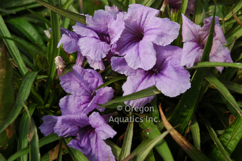 Ruellia brittoniana - Katie (Dwarf Blue Bells) bare root | Shallow Water Plants-Bare Root