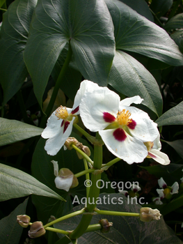 Sagittaria montevidensis (aztec arrowhead) bare root | Shallow Water Plants-Bare Root