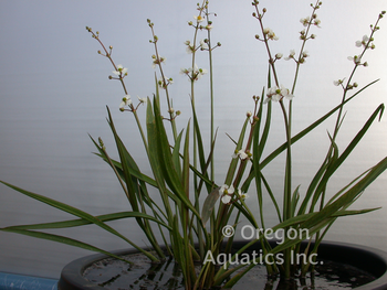 Sagittaria sp. - Rubra (Dwarf Red Stemmed Sagittaria) | Shallow Water Plants-Bare Root