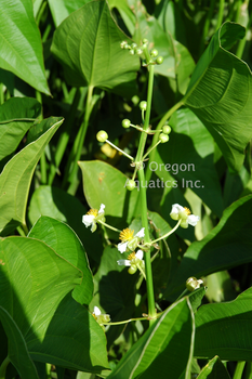 Sagittaria latifolia (arrowhead) bare root | Shallow Water Plants-Bare Root