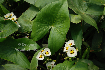 Sagittaria montevidensis (Aztec arrowhead) gallon | Shallow Water Plants-Potted