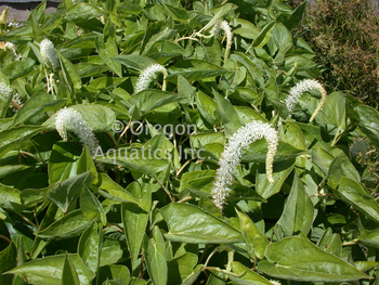 Saururus cernuss (lizard tail) bare root | Shallow Water Plants-Bare Root