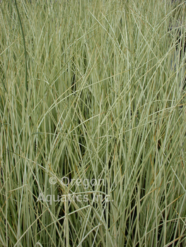 Scirpus Albescens (White Rush) bare root | Shallow Water Plants-Bare Root