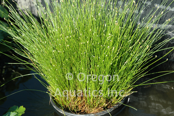 Scirpus cernuus (Fiber Optics Rush) Bare Root | Shallow Water Plants-Bare Root