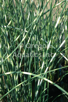 Scirpus Zebrinus (bare root) | Shallow Water Plants-Bare Root