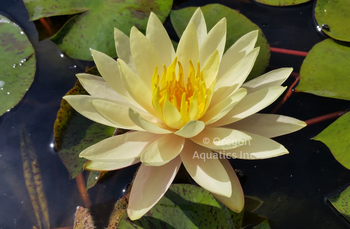 Texas Dawn - Yellow Hardy Lily | Bare Root