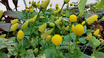 Spilanthes (Acmella) oleracea (Toothache plant/Buzz buttons) bare root | Shallow Water Plants-Bare Root