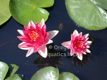 Steven Strawn - Hardy Lily | Potted