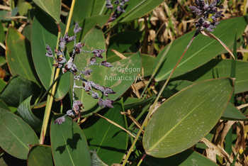 Thalia dealbata (hardy water canna) gallon | Shallow Water Plants-Potted