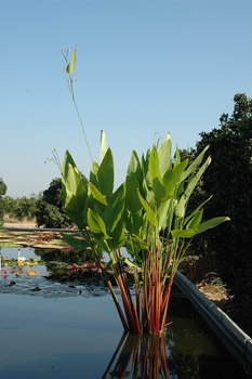 Thalia geniculata ruminoides (redstem thalia) bare root | Shallow Water Plants-Bare Root