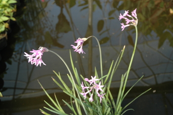 Tulbaghia violacea (society garlic) bare root | Shallow Water Plants-Bare Root