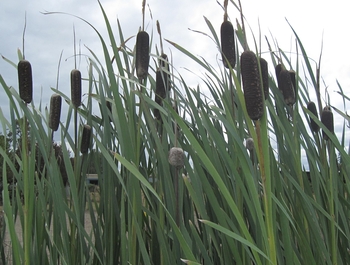 Typha latifolia (Common Cattail) bare root | Shallow Water Plants-Bare Root